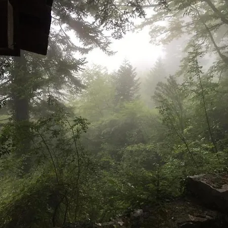 Appartement Forest House *